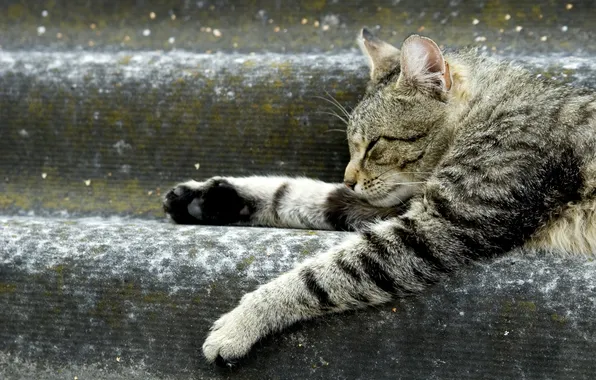 Cat, animal, legs, lies, steps, resting