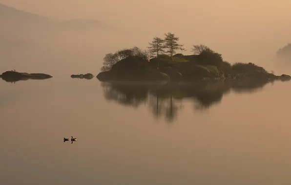 Picture lake, island, duck