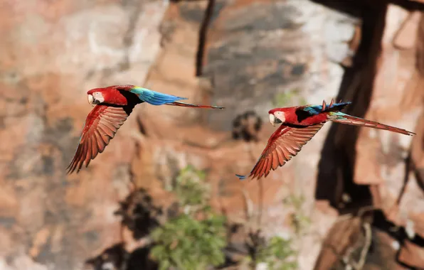 Parrots, two, in flight, synchronicity