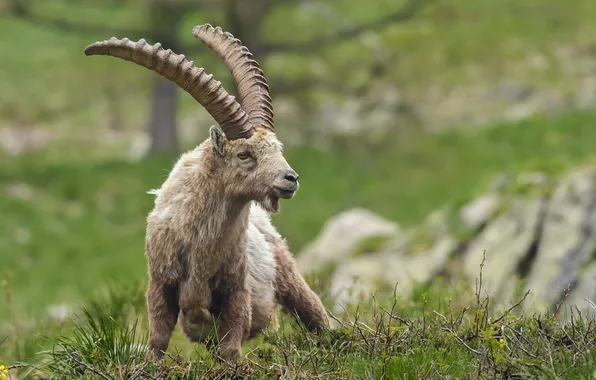 Summer, nature, Ibex of the Alps