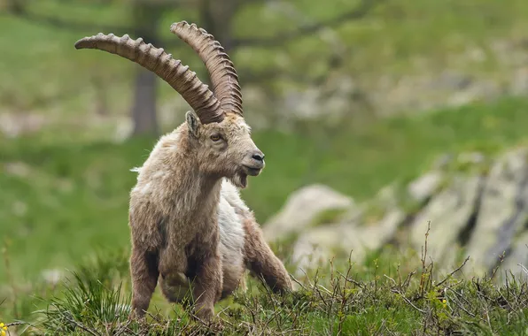 Picture summer, nature, Ibex of the Alps