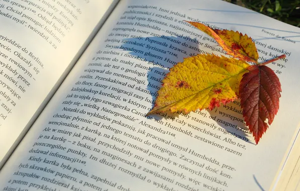 Autumn, book, leaf, paper