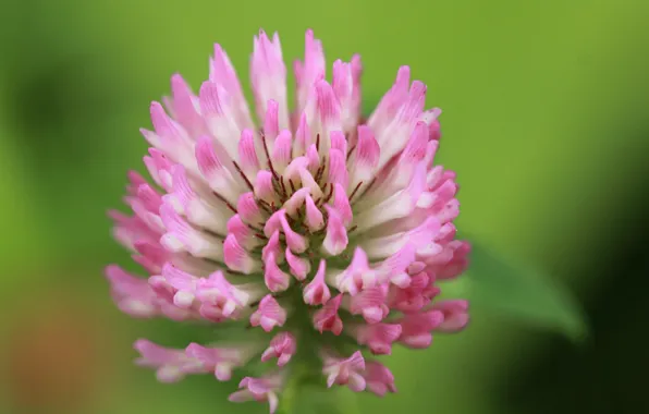 Macro, flowers, clover, pink