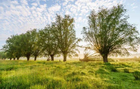 Picture greens, field, summer, grass, clouds, light, trees, branches