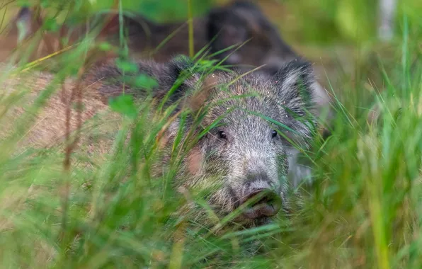 Grass, look, branches, grey, portrait, blur, boar, face