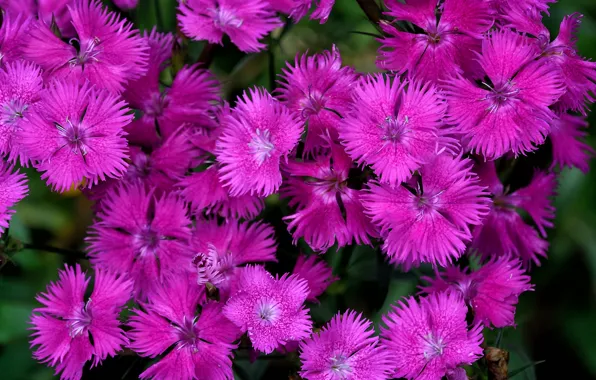Picture nature, petals, Chinese carnation