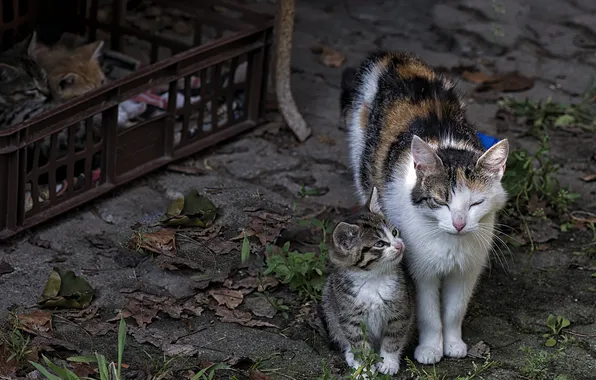 Cat, look, asphalt, cats, pose, kitty, grey, baby
