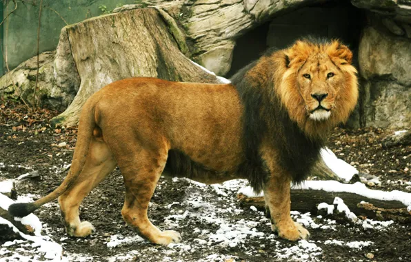 LOOK, LEO, TAIL, MANE, ANIMALS, KING