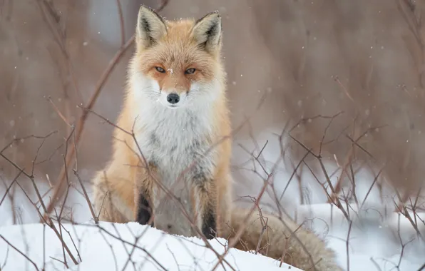 Look, snow, branches, Fox, red, bokeh
