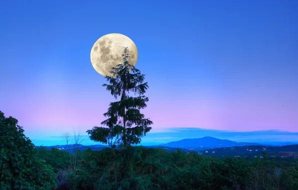Forest, trees, landscape, the moon, the evening, Sumerki