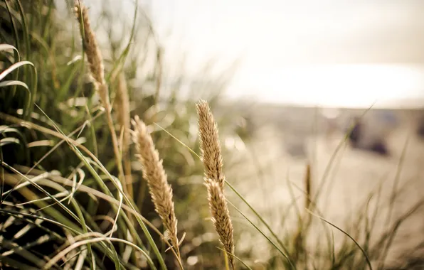 Picture macro, background, widescreen, Wallpaper, vegetation, plant, blur, spikelets