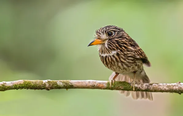 Greens, branches, background, bird, bokeh, brown powder puff, White-chested Puffbird, Malacoptila fusca