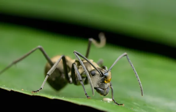 Picture macro, nature, ant
