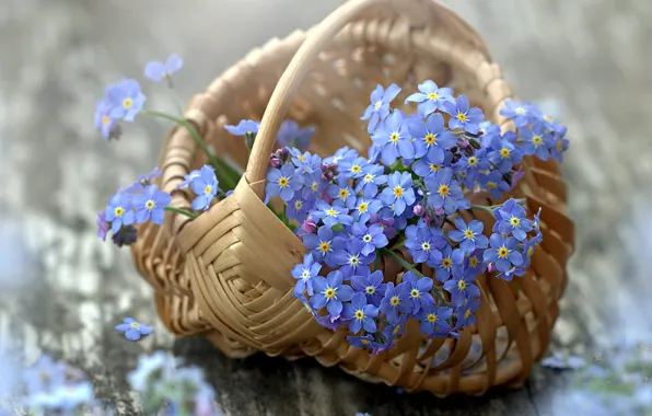 Picture flowers, blue, bouquet, still life, bokeh, forget-me-nots, basket