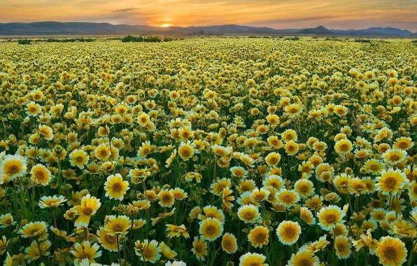 Picture field, the sky, the sun, clouds, landscape, sunset, flowers, nature