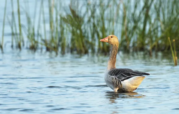 Grass, water, grey, bird, shore, bathing, pond, goose