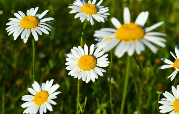 Field, flowers, glade, chamomile, spring, beautiful, flowering, aroma