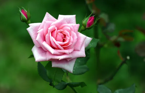 Picture branches, roses, pink, buds