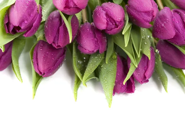 Picture drops, purple, tulips, wet