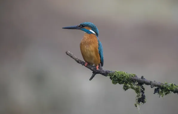 Branches, bird, Kingfisher