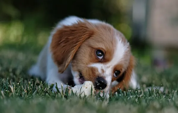 Picture grass, look, face, nature, animal, dog, bread, puppy