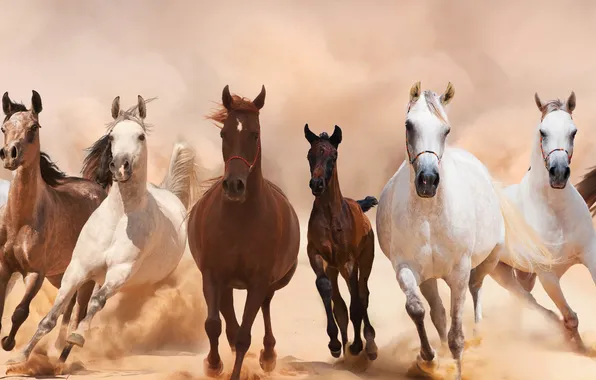 Horses, dust, horse, running, panorama, the herd, allure