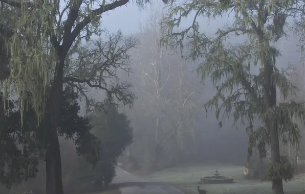 Picture road, trees, fog, fountain, DOE
