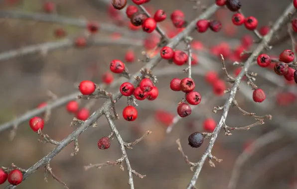 Branches, berries, red