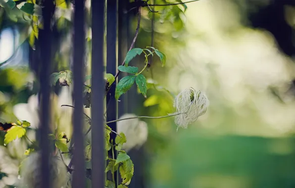 Macro, the fence, plant