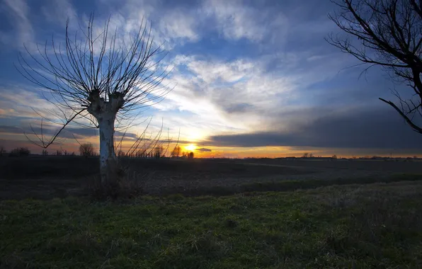 Picture field, tree, Sunset