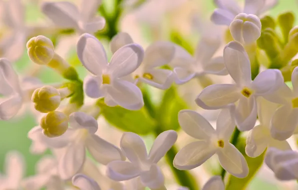 Macro, flowers, lilac, white lilac