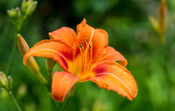 Picture macro, flowers, background, Lily, bokeh