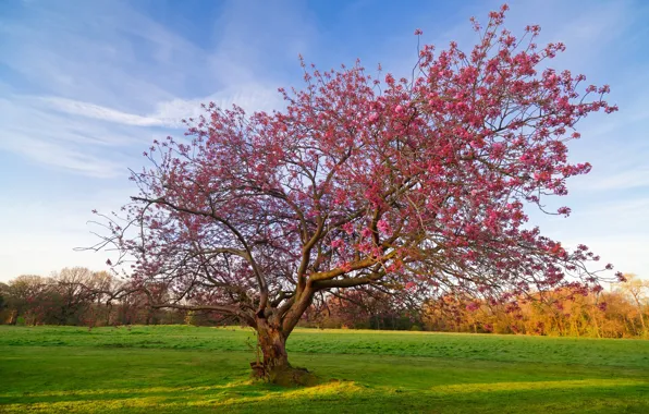 Wallpaper field, trees, flowering