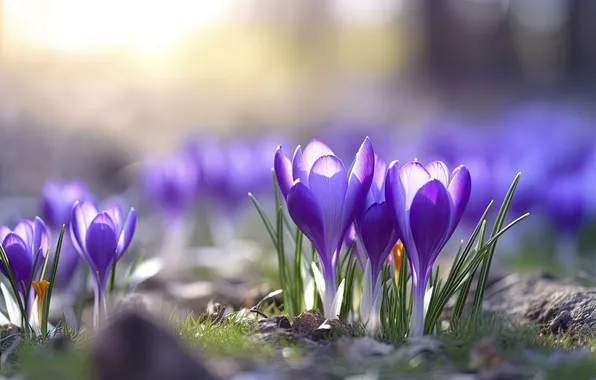 Light, flowers, glade, spring, crocuses, lilac, Krokus, bokeh