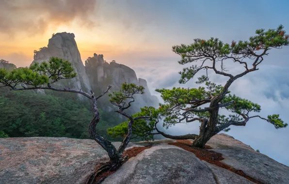 Picture trees, landscape, mountains, nature, fog, stones, pine, South Korea