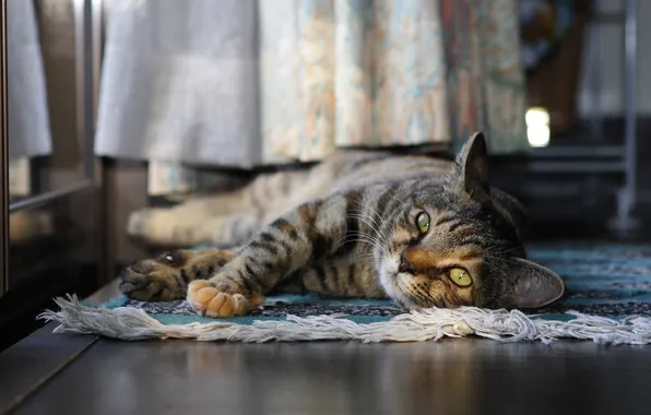 Cat, cat, look, pose, comfort, house, grey, room