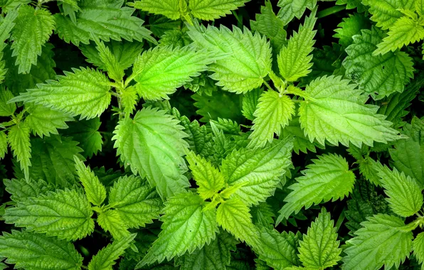 Picture leaves, nettle, urtica