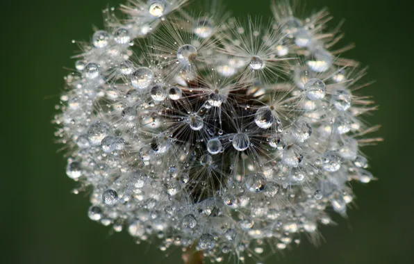 Picture drops, macro, nature, Rosa, dandelion