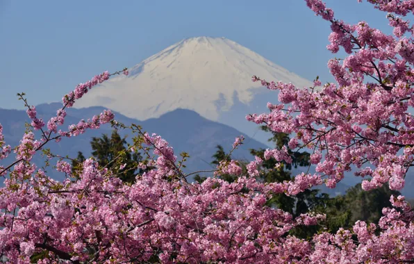 Mountain, the volcano, Sakura, Japan, flowering, Mount Fuji, Fuji
