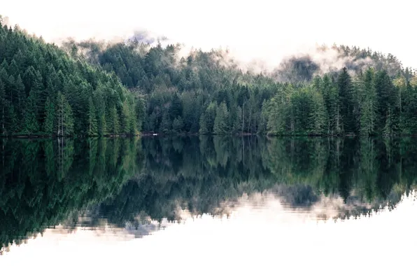 Forest, nature, fog, lake