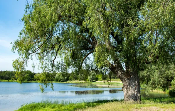 Summer, trees, pond, cherry, Russia, Kaliningrad oblast