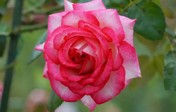 Picture close-up, rose, petals, Bud