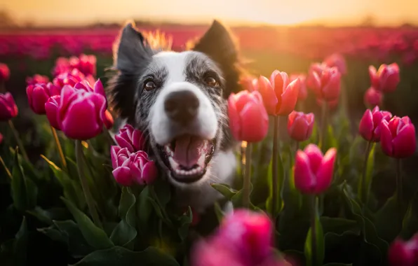 Look, flowers, nature, pose, portrait, dog, spring, mouth
