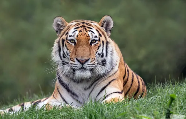 Picture grass, look, tiger