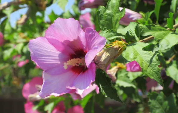 Flower, summer, pink, Meduzanol ©, summer 2018