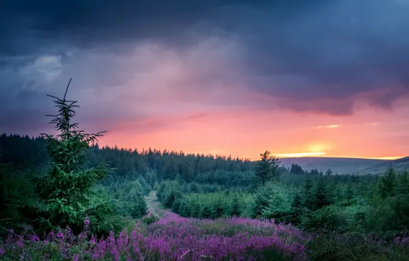 Picture forest, sunset, nature