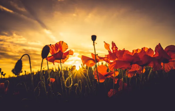 Picture summer, sunset, Maki