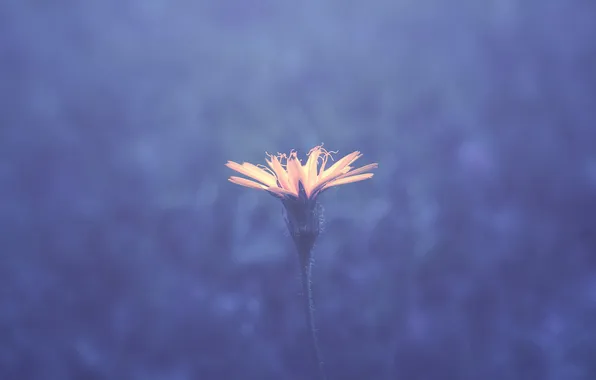 Flower, background, petals, blur, stem