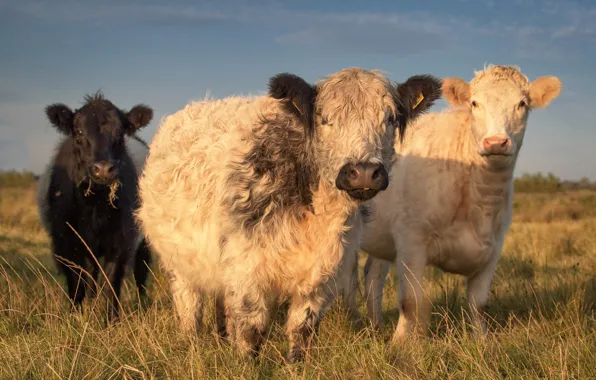Field, grass, look, light, cows, pasture, trio, muzzle