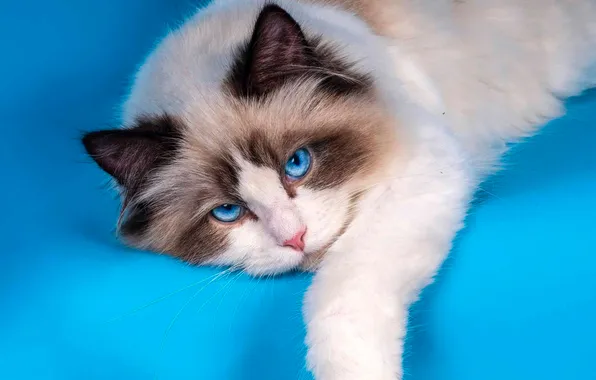 Cat, cat, look, pose, portrait, lies, blue eyes, face